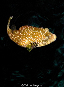 Bristy Puffer by Yakout Hegazy 